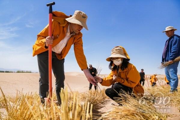 宇通攜手全球客戶(hù)、媒體代表及志愿者在中國(guó)民勤沙漠種植抗旱梭梭樹(shù)